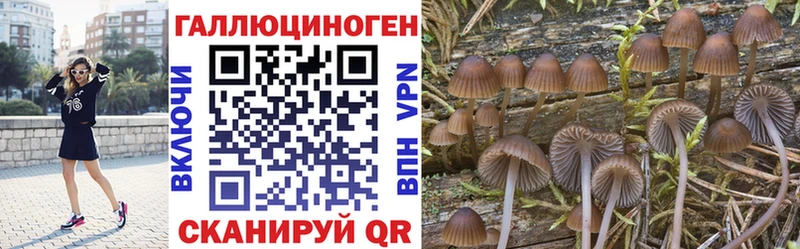 Купить  Вихоревка  Галлюциногенные грибы мицелий 